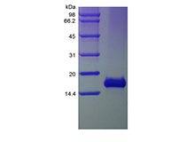 Recombinant Human Exodus-2/CCL21