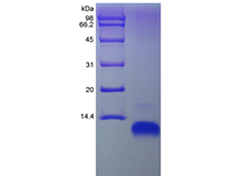 Recombinant Human Macrophage-Derived Chemokine/CCL22