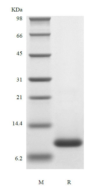 Recombinant Human Eotaxin-2/CCL24