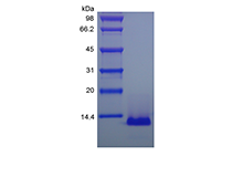 Recombinant Human Eotaxin-3/CCL26