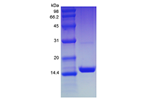 Recombinant Human Mucosae-associated Epithelial Chemokine/CCL28