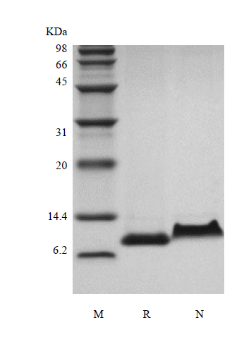 Recombinant Rhesus Macaque Regulation upon Activation Normal T cell Express Sequence/CCL5