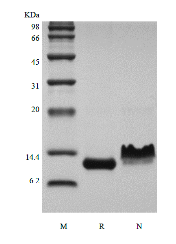 Recombinant Rhesus Macaque Eotaxin/CCL11