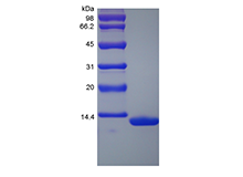 Recombinant Rhesus Macaque Serum Amyloid A1