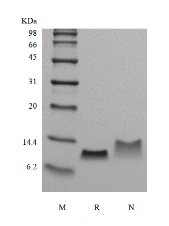 Recombinant Murine Macrophage Inflammatory Protein-1 beta/CCL4