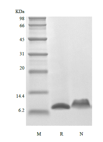 Recombinant Murine Regulation upon Activation Normal T cell Express Sequence/CCL5