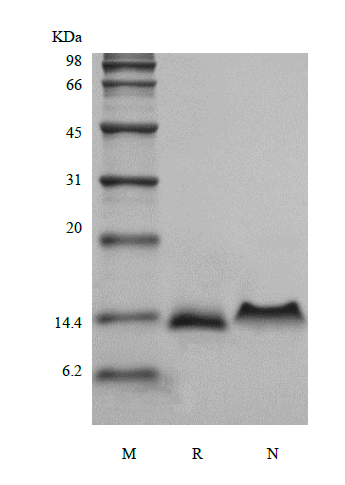 Recombinant Murine Protein C10/CCL6