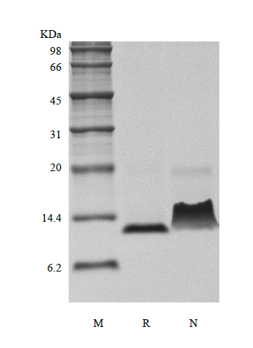 Recombinant Murine Monocyte Chemotactic Protein-3/CCL7