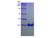 Recombinant Murine Macrophage Inflammatory Protein-1 gamma/CCL9/CCL10