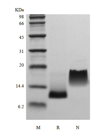 Recombinant Murine Eotaxin/CCL11