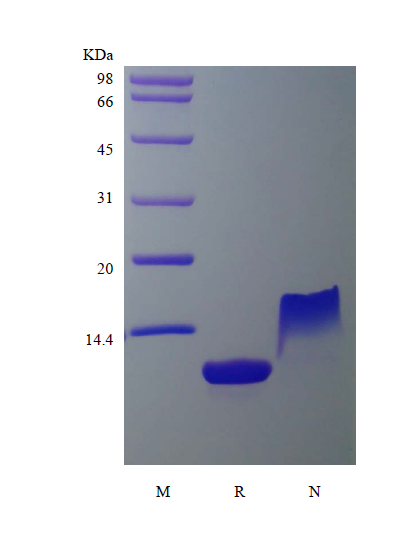 Recombinant Murine Thymus and Activation Regulated Chemokine/CCL17