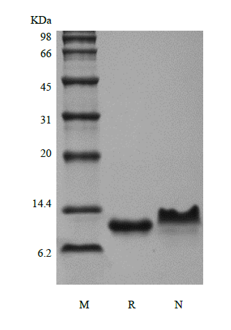 Recombinant Murine Macrophage Inflammatory Protein-3 beta/CCL19