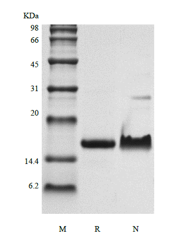 Recombinant Murine Exodus-2/CCL21