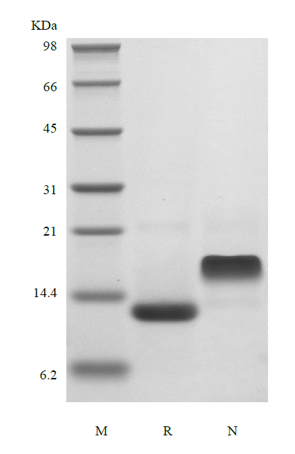 Recombinant Murine Eotaxin-2/CCL24