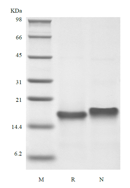 Recombinant Murine Thymus Expressed Chemokine/CCL25