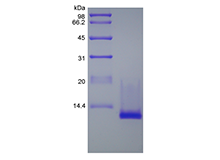 Recombinant Murine Cuteaneous T-cell Attracting Chemokine/CCL27