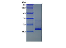 Recombinant Murine Mucosae-associated Epithelial Chemokine/CCL28