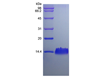 Recombinant Rat LPS-induced CXC Chemokine/CXCL5