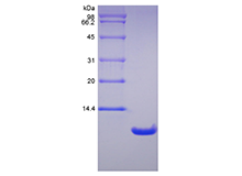 Recombinant Rat Neutrophil Activating Peptide 2/CXCL7