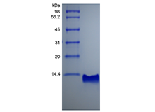 Recombinant Rat gamma-Interferon Inducible Protein 10/CXCL10