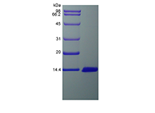 Recombinant Rat Monocyte Chemoattractant Protein 3/CCL7