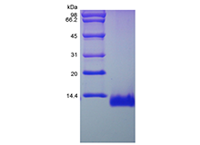 Recombinant Rat Eotaxin/CCL11