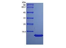 Recombinant Rat Thymus and Activation Regulated Chemokine/CCL17