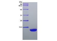 Recombinant Rat Macrophage-Derived Chemokine/CCL22