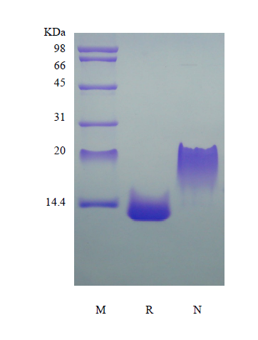 Recombinant Rat Eotaxin-2/CCL24