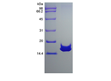 Recombinant Rat Mucosae-associated Epithelial Chemokine/CCL28