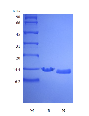 Recombinant Human Parathyroid Hormone 1-84, 15N Stable Isotope Labeled