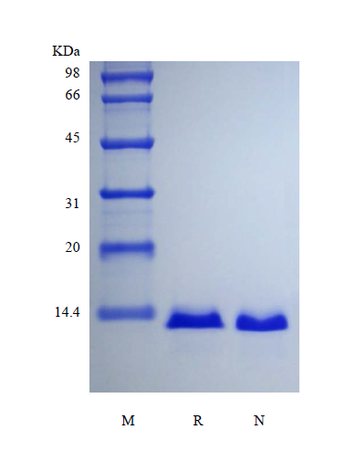 Recombinant Human Parathyroid Hormone-related Protein, 15N Stable Isotope Labeled