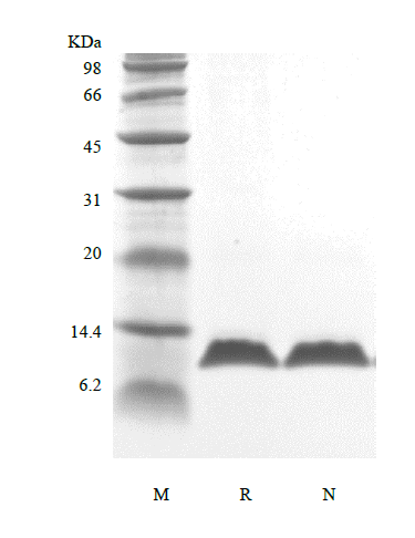 Recombinant Human Parathyroid Hormone 7-84, 15N Stable Isotope Labeled