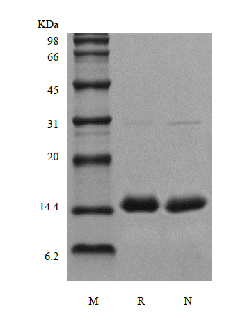 Recombinant Human PCT/Procalcitonin