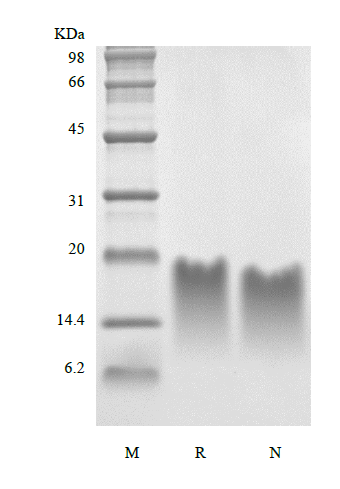 Recombinant Human Parathyroid Hormone 39-84 Asp 76