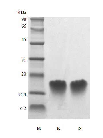 Recombinant Human Parathyroid Hormone 39-68