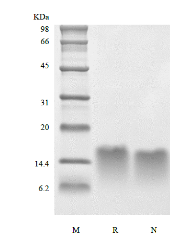 Recombinant Human Parathyroid Hormone 44-68