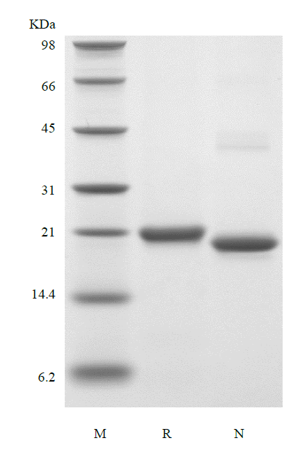 Recombinant Murine Prolactin