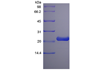 Recombinant Rat Prolactin