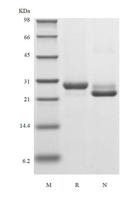 Recombinant Human Prostate-Specific Antigen/Kallikrein-3