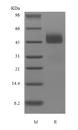 Recombinant Human Neuroserpin