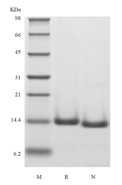 Recombinant Human Cystatin-C