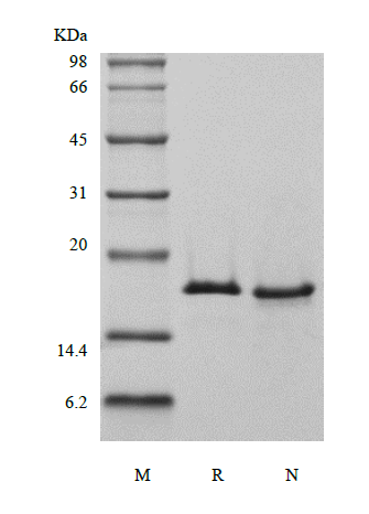 Recombinant Human Ubiquitin-conjugating Enzyme E2 D3, His