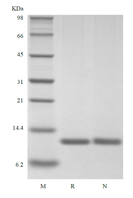 Recombinant Human Macrophage Migration Inhibitory Factor