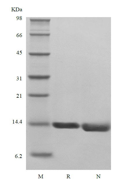 Recombinant Human Migration Inhibitor Factor, His, Avi