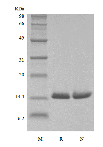 Biotinylated Recombinant Human Macrophage Migration Inhibitory Factor, His, Avi