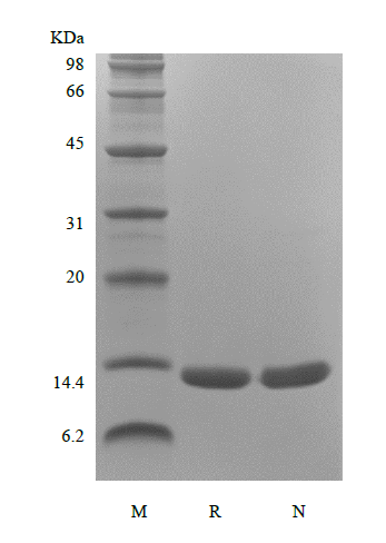 Recombinant Human Macrophage Migration Inhibitory Factor, Avi