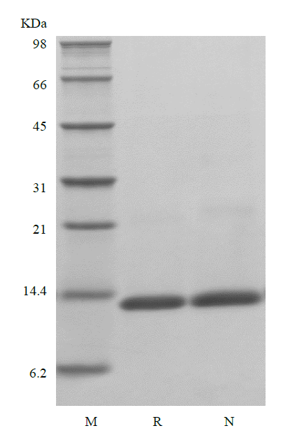 Recombinant Human Macrophage Migration Inhibitory Factor, His