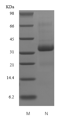 Recombinant Human Secreted Protein Acidic and Rich in Cysteine