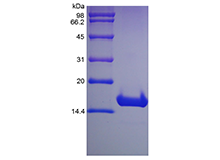 Recombinant Human Cyclin-Dependent Kinase Inhibitor 2A, Isoform 1